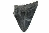 Partial Megalodon Tooth - South Carolina #268620-1